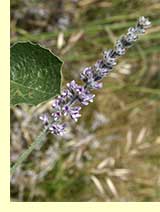 Псоралея костянковая, или аккурай (Psoralea drupaceae Bunge) Псоралея костянковая, или аккурай (Psoralea drupaceae Bunge)